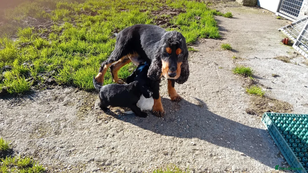 Cocker Spaniel dogs for sale: Show cocker pups in Peterhead - Advert 2