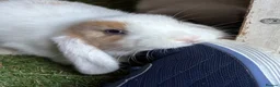 Mini Lop rabbits for sale: Reserved Only 1 baby mini lop left - boy - Advert 22