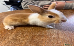 Netherland Dwarf rabbits for sale: Baby bunnies - Image 4