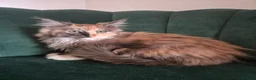 Maine Coon cats for sale: 4 beautuful Maine Coons for new homes - Advert 3