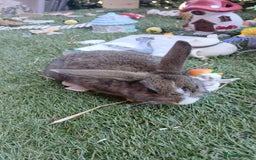 Harlequin rabbits for sale: 2x Harlequin Holland Lops - Image 3