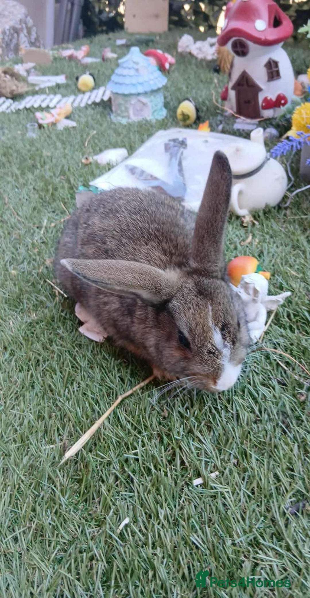 Harlequin rabbits for sale: 2x Harlequin Holland Lops - Image 3