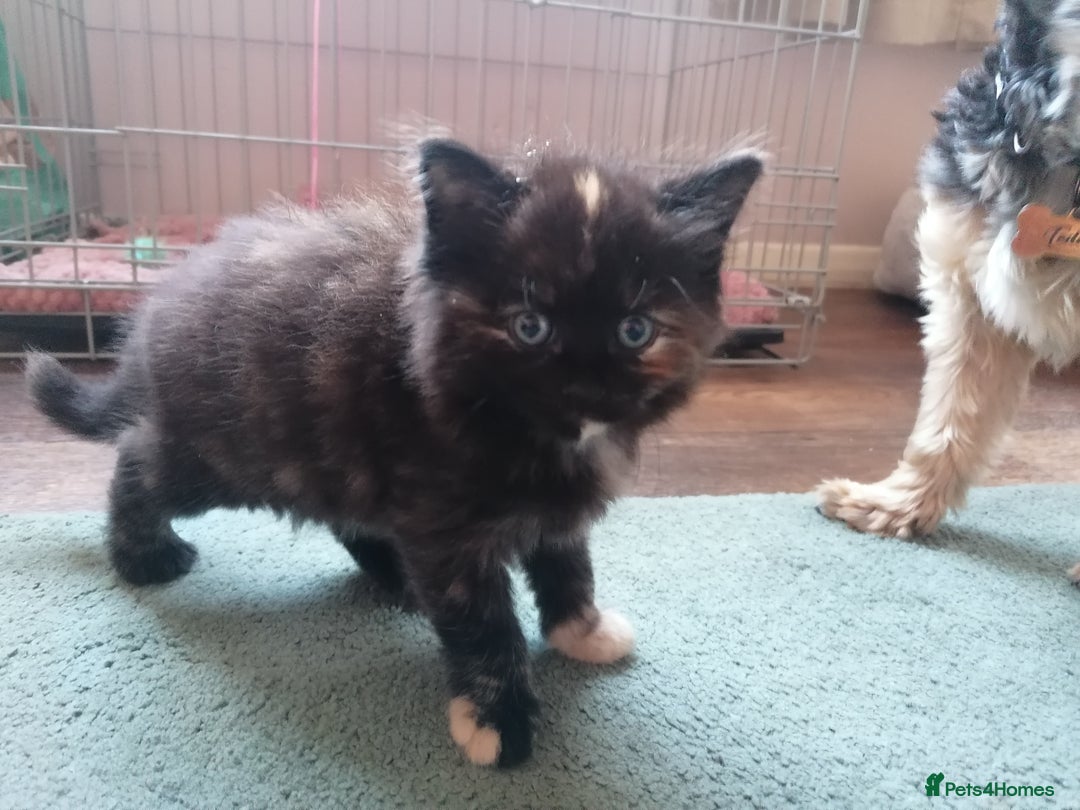Domestic Shorthair cats for sale: Stunning kittens for sale  - Image 19