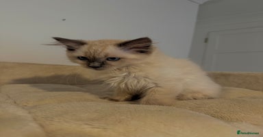 Ragdoll cats - Advert 8