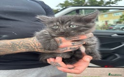 Maine Coon cats for sale: Ready tomorrow mixed breed kitten - Image 1