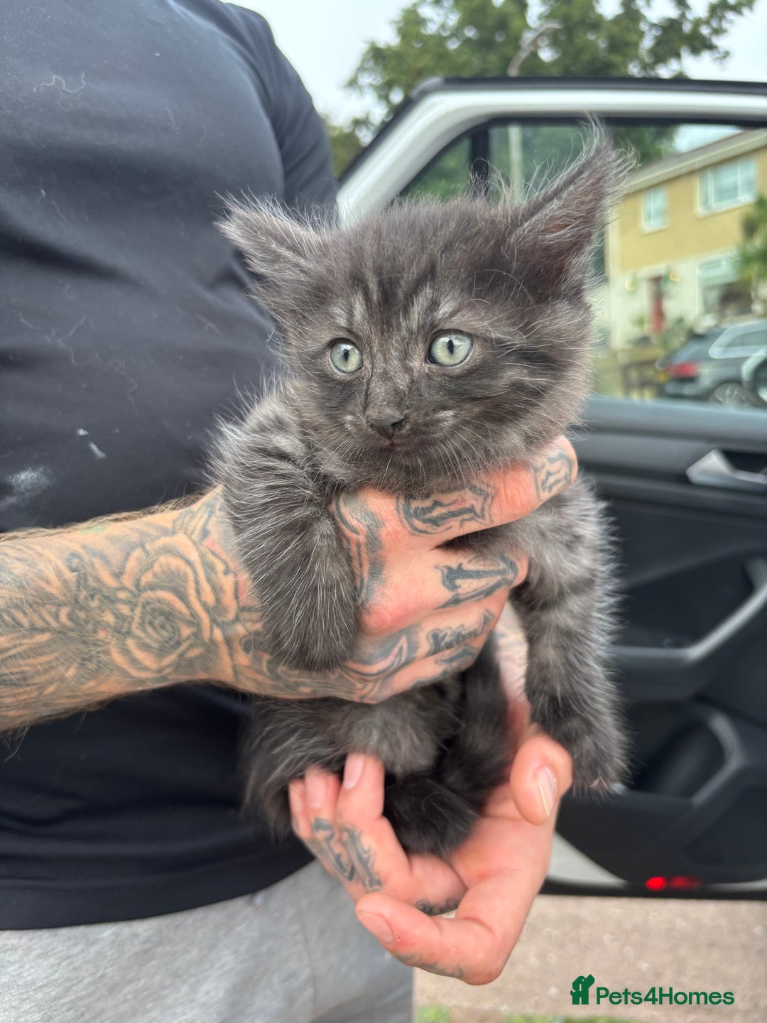 Maine Coon cats for sale: Ready tomorrow mixed breed kitten - Image 1