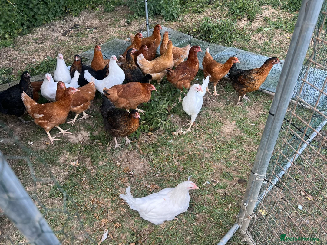Chickens poultry for sale: 17 weeks old point of lay hens for sale  in London - Advert 8