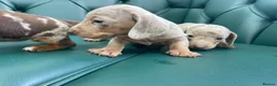 Miniature Dachshund dogs for sale: 5⭐️ Licensed. PRA clear dapple mini Daxis  - Advert 4