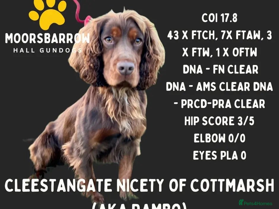 Cocker Spaniel dogs KC registered Working Cocker Spaniels Liver & Tan - Advert 2