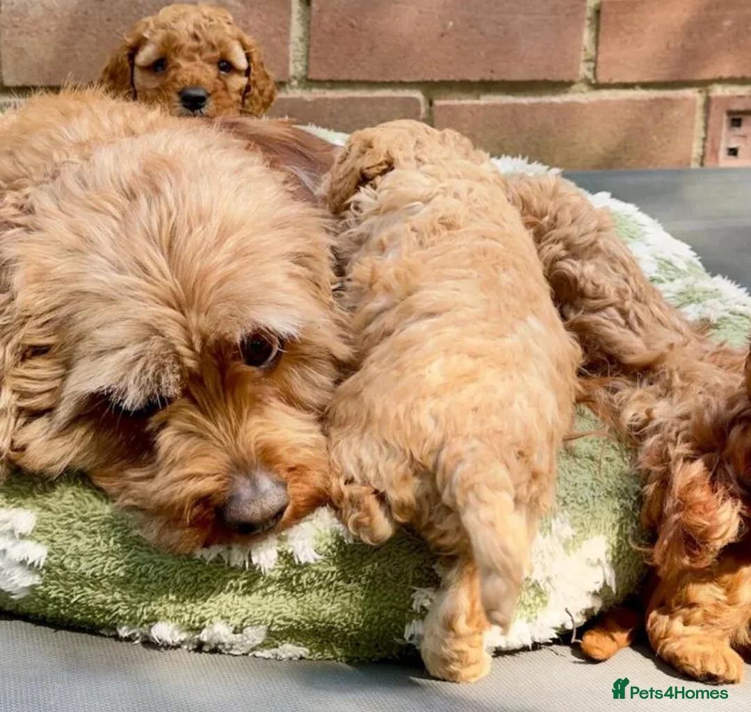 Cavapoo dogs for sale: A Bundle of Cuddles and Happiness-Cavapoo Puppies in Leeds - Advert 2