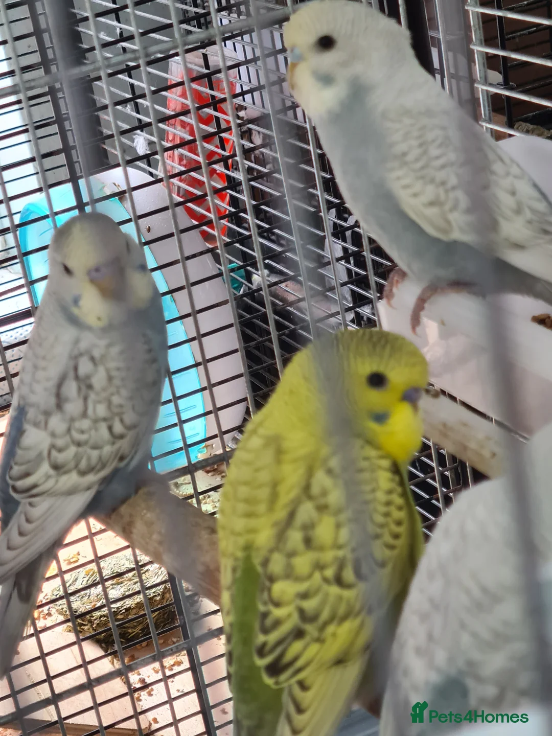 Budgerigars birds for sale: 4 x THIS YEARS BUDGIES PARENT REARED - Advert 1