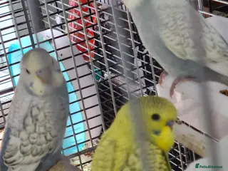 Budgerigars birds 4 x THIS YEARS BUDGIES PARENT REARED - Advert 1