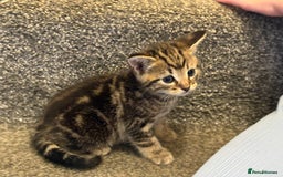 Mixed Breed cats for sale: 2 gorgeous kittens - Image 5