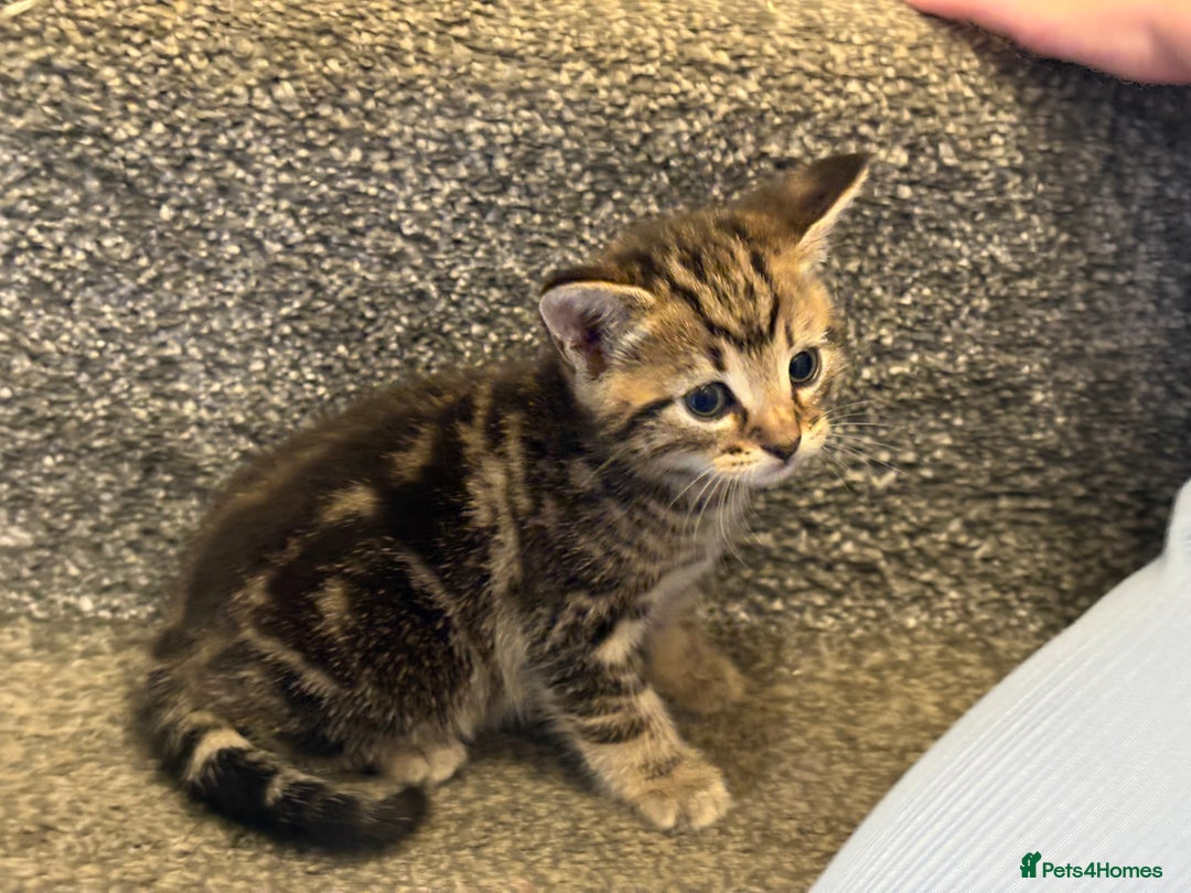 Mixed Breed cats for sale: 2 gorgeous kittens - Image 5