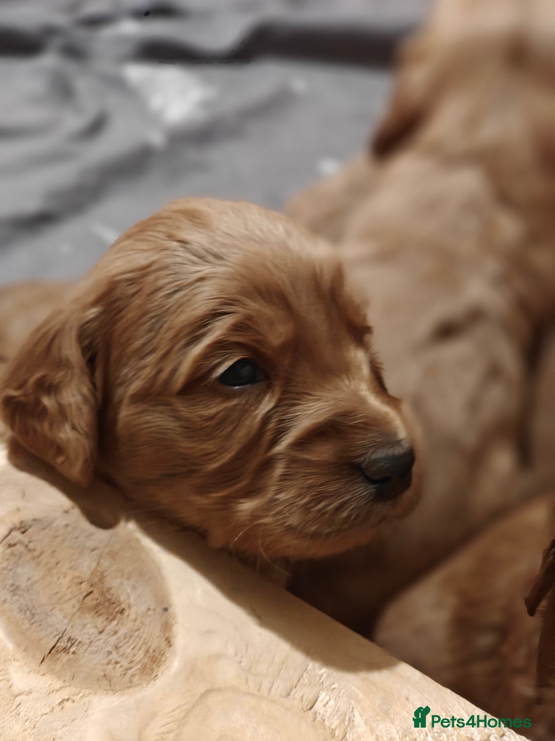 Mini Goldendoodle dogs for sale: Superb home-bred F1 Mini Goldendoodle GIRL - Advert 13