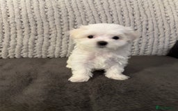 Maltese dogs for sale: **READY NOW** Full Maltese Boy Puppy’s  - Image 6