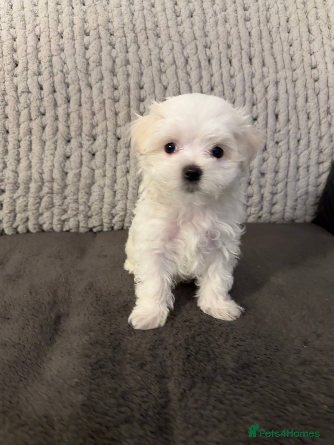 Maltese dogs for sale: **READY NOW** Full Maltese Boy Puppy’s  - Image 6