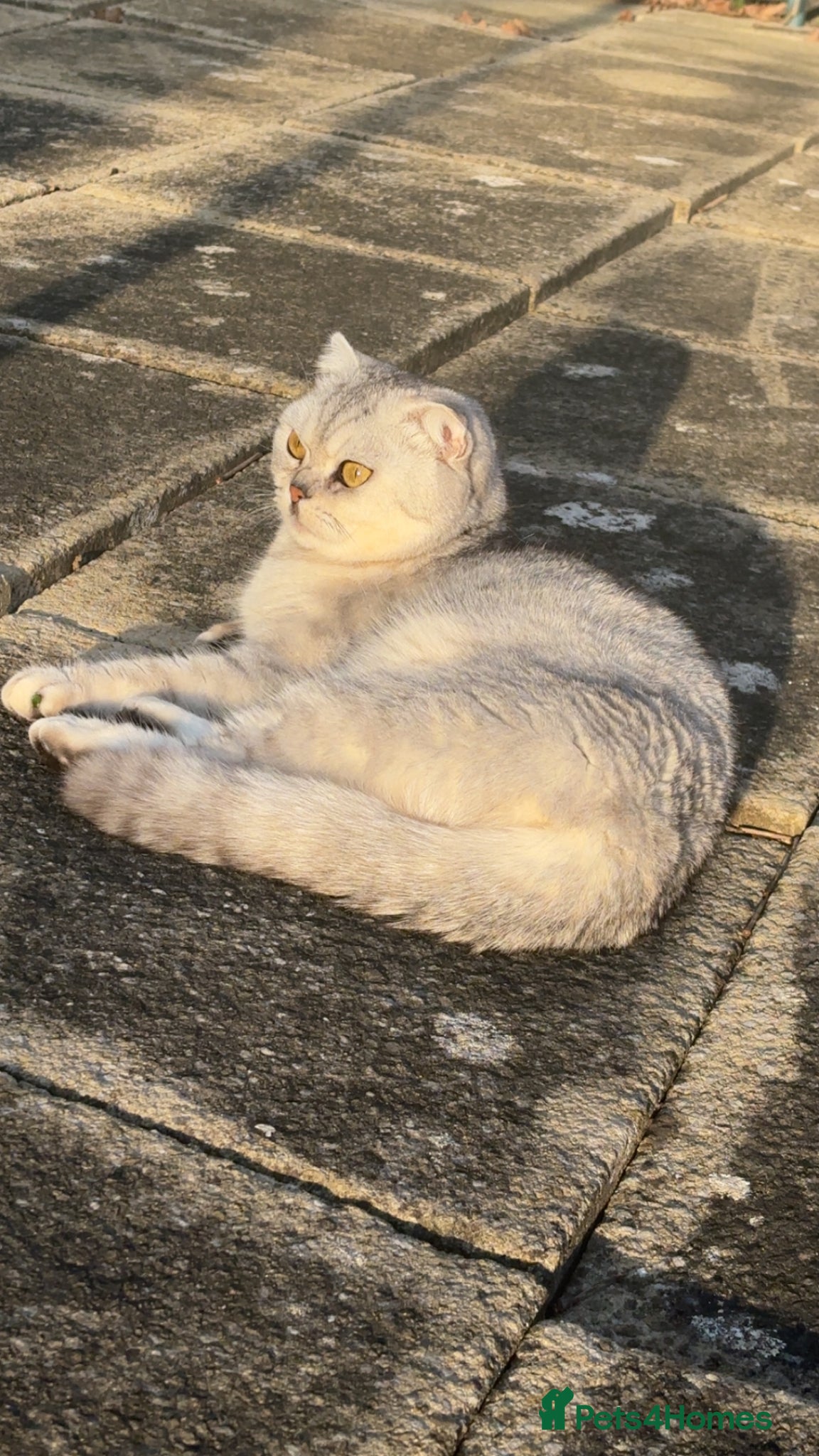 Scottish Fold cats 4 stunning kittens - Advert 1