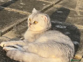 Scottish Fold cats 4 stunning kittens - Advert 2