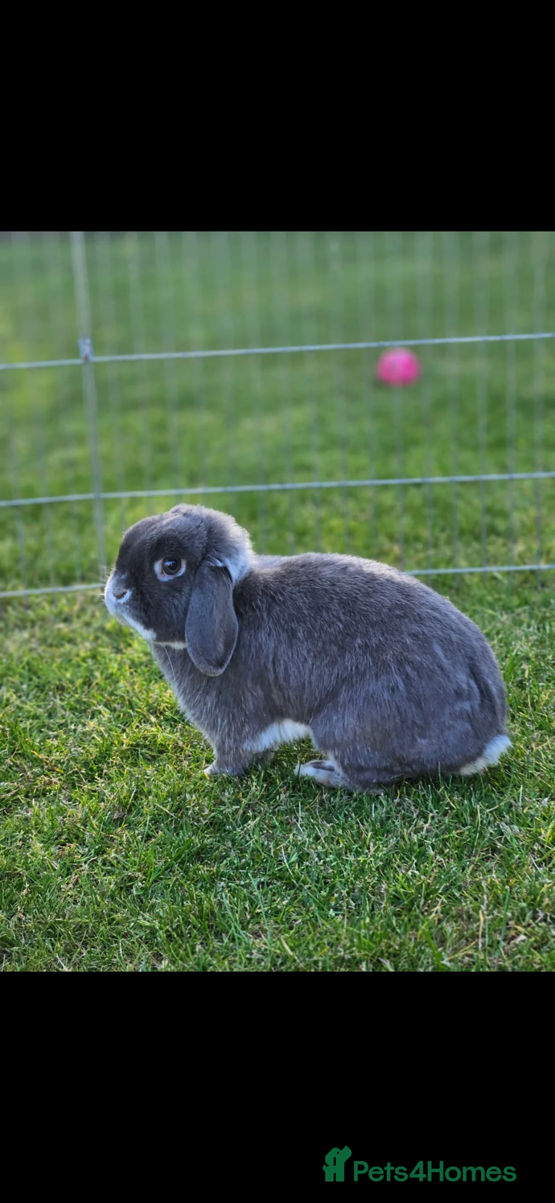 Mini Lop rabbits for sale: Gorgeous mini lop male rabbit - Advert 2