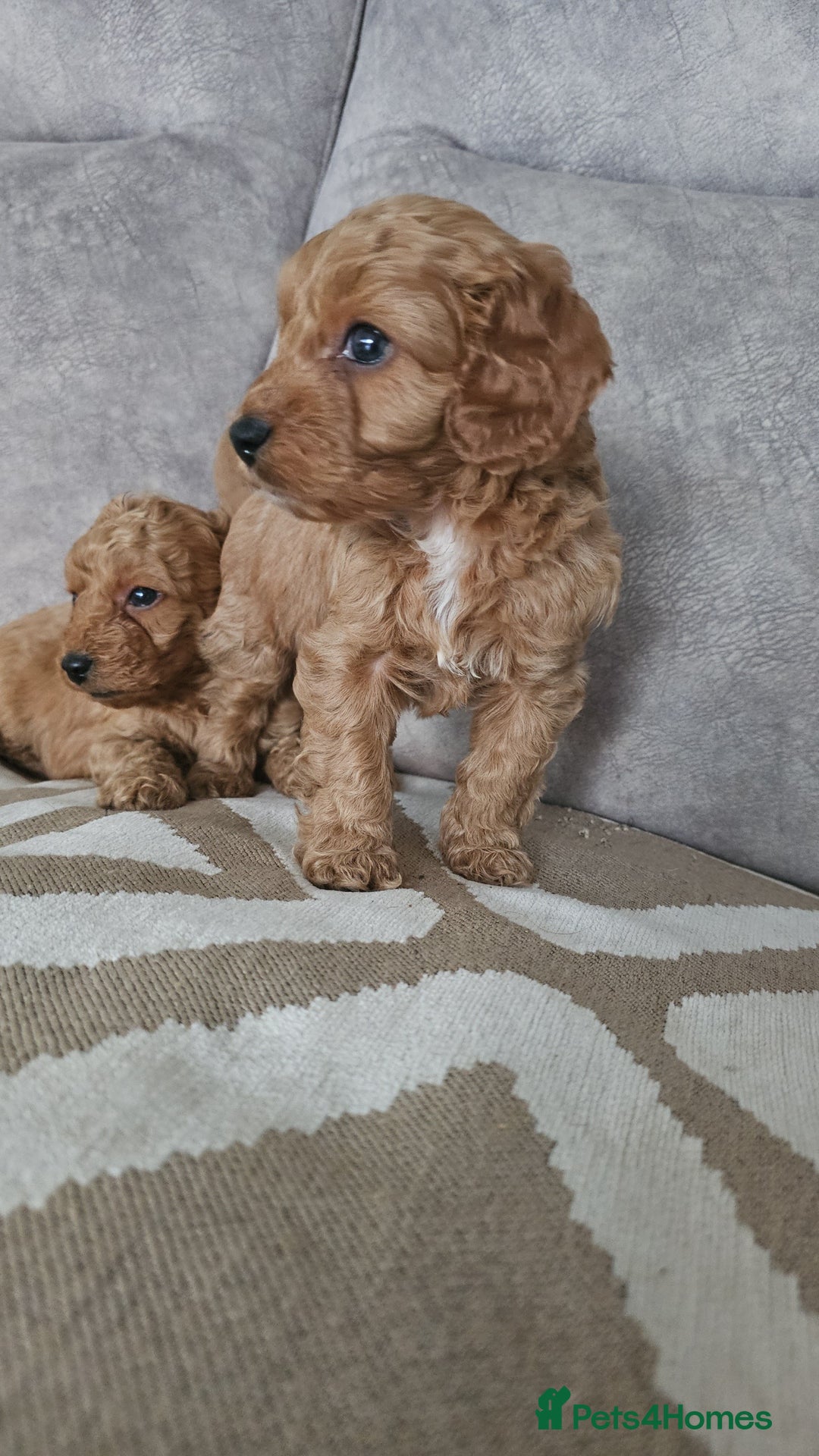 Cavapoo dogs for sale: Dashing Cavapoo Puppies  - Advert 12