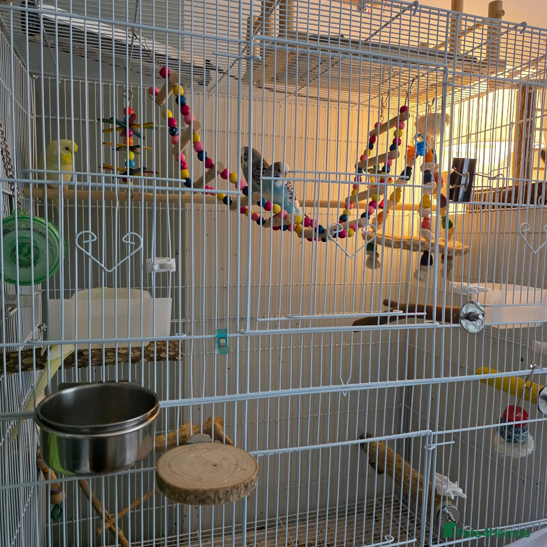 Budgerigars birds for sale: 4 Hand-Tame Budgies, Large Cage & All Accessories - Advert 10