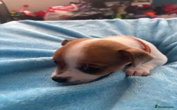 Pomchi dogs for sale: Pomchi puppies - Image 10