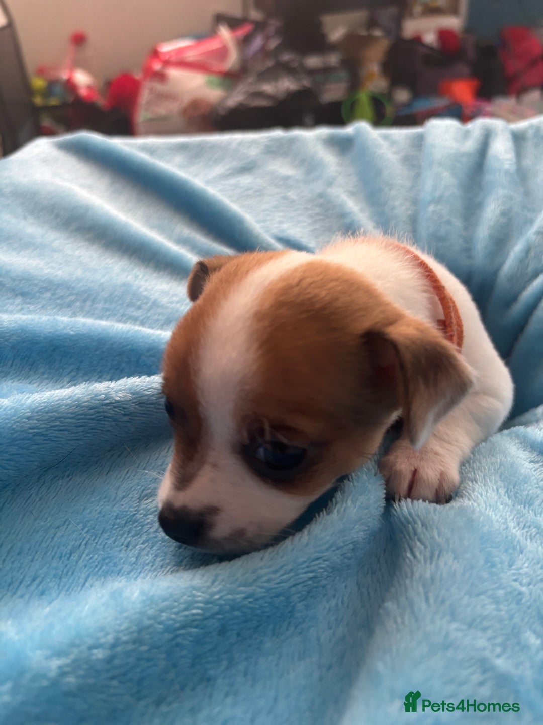 Pomchi dogs for sale: Pomchi puppies - Image 10