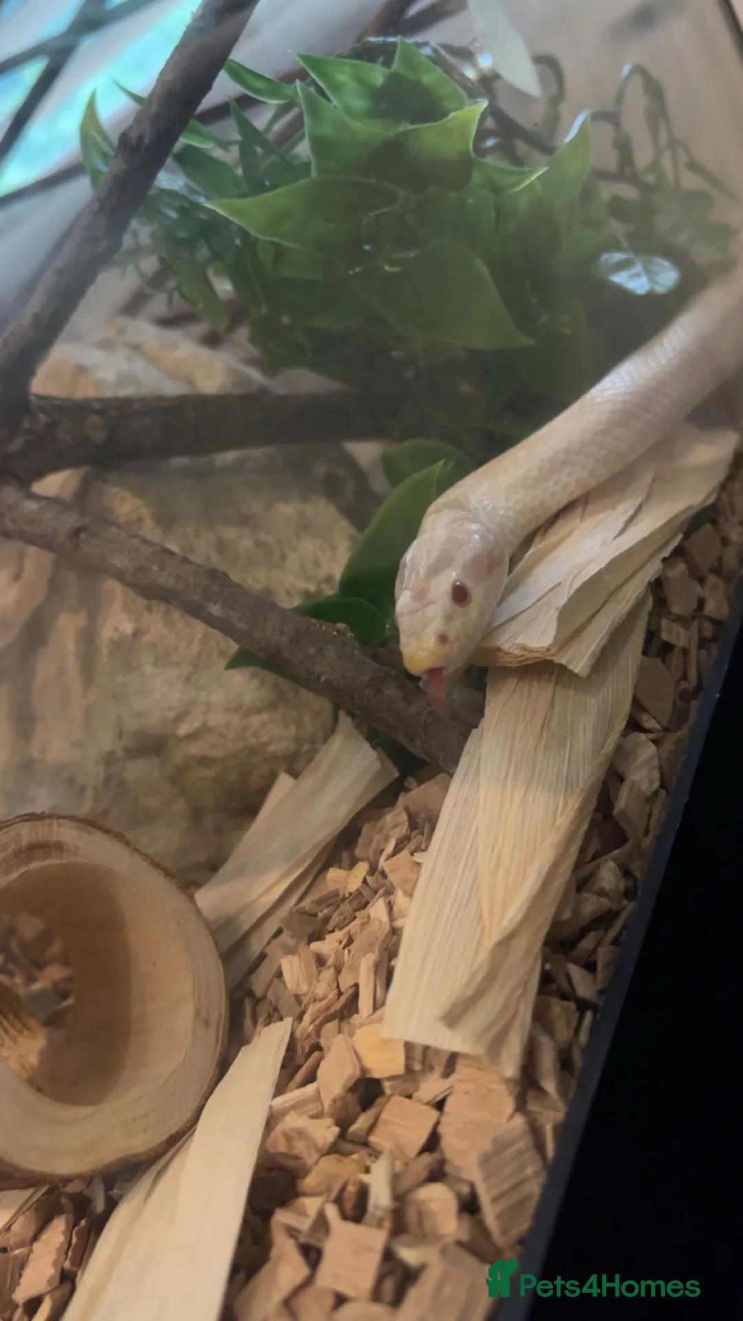 Corn Snake reptiles for sale: Corn snake for sale  in Blackburn - Advert 7