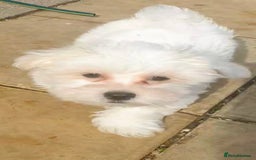 Maltese dogs for sale: Stunning Pure Maltese Puppies - Image 13