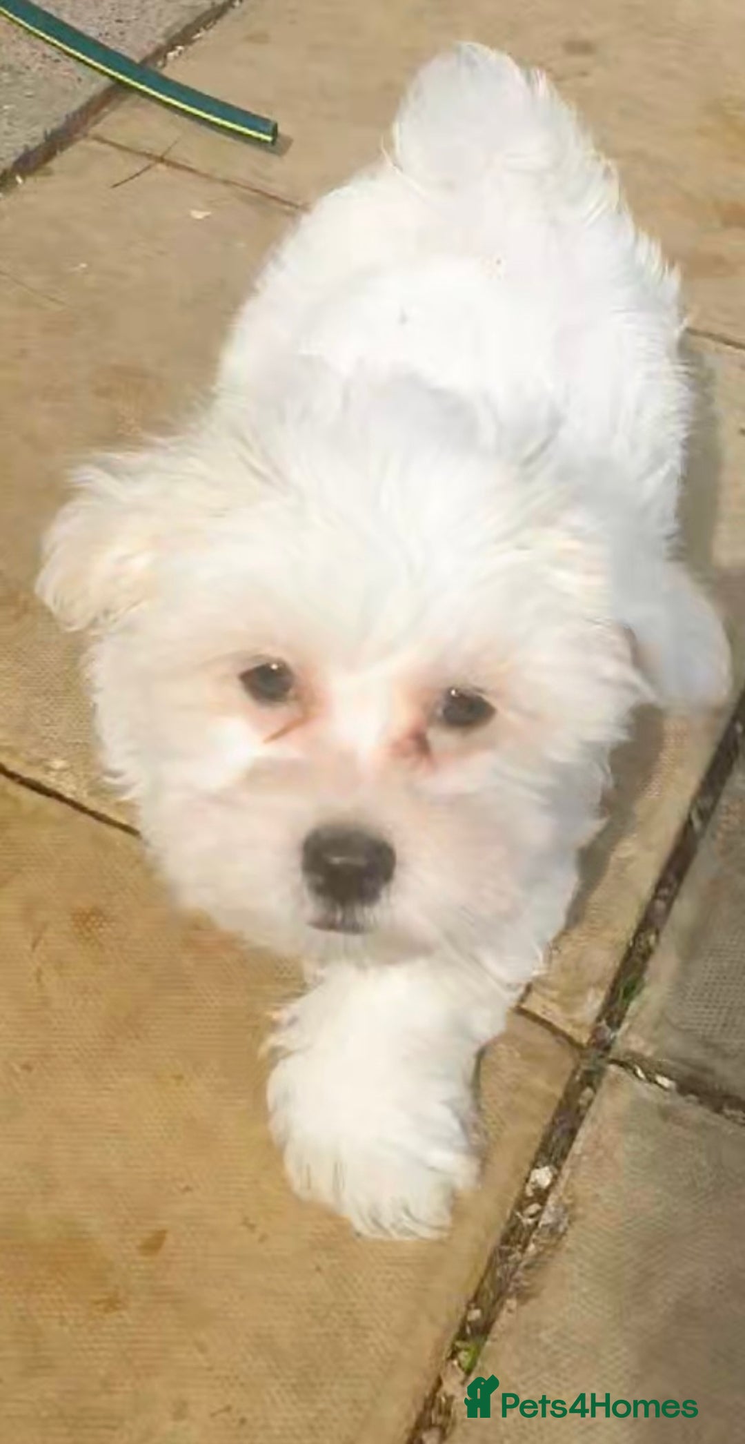 Maltese dogs for sale: Stunning Pure Maltese Puppies - Image 13