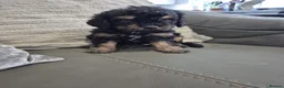 Cavapoo dogs for sale: F1 Cavapoo's  - Advert 27