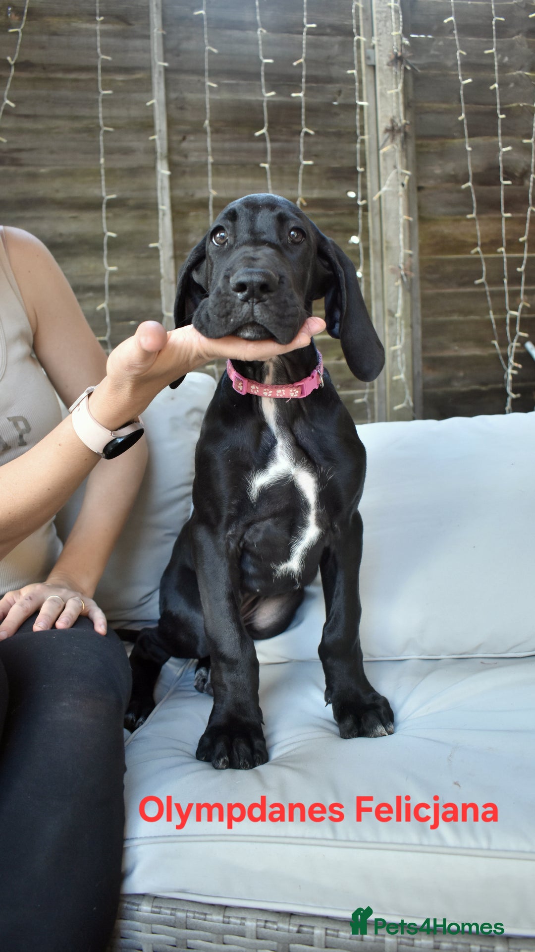 Great Dane dogs for sale: Great danes puppies KC ready!!! in Bathgate - Image 34