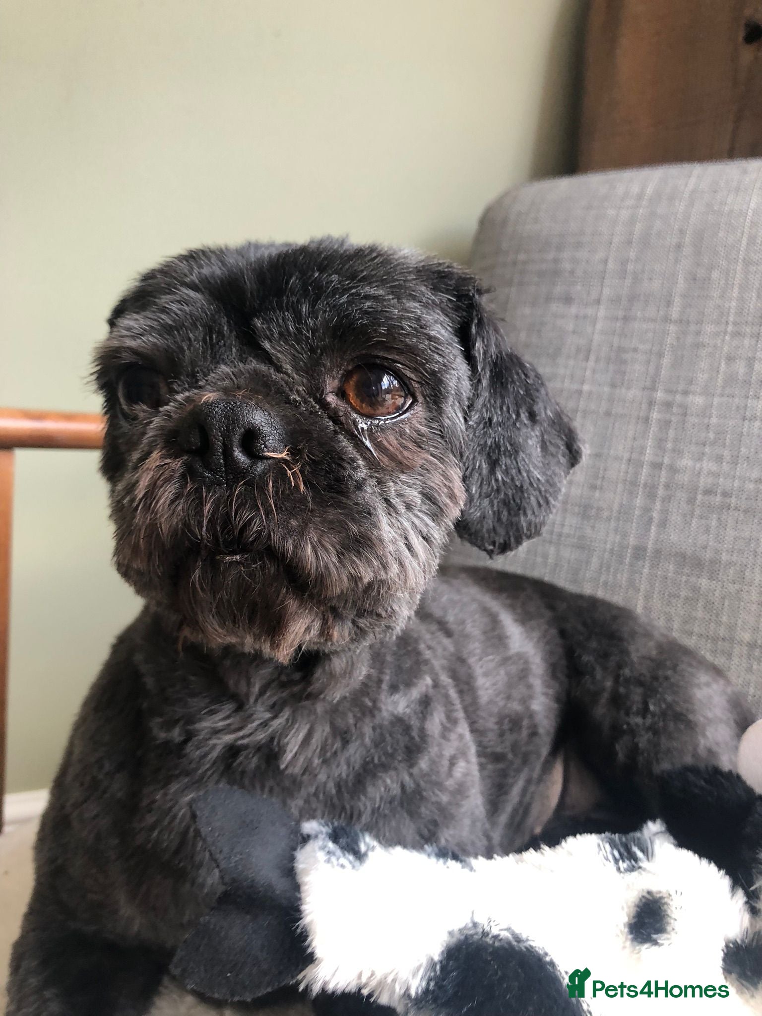 Shih Tzu dogs Blossom - Advert 2