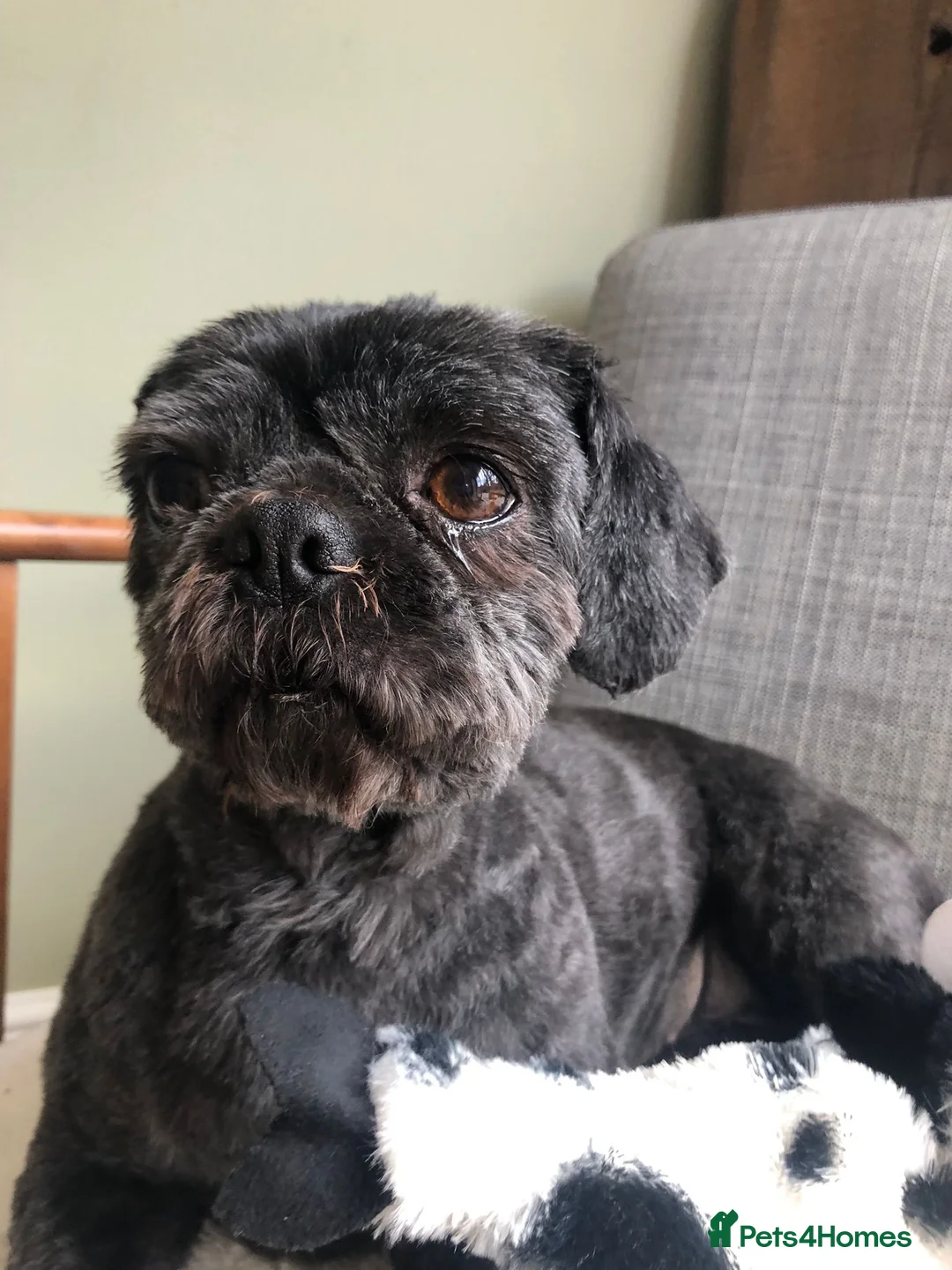 Shih Tzu dogs for adoption: Blossom in Heanor - Advert 1