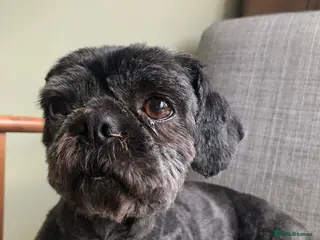 Shih Tzu dogs Blossom - Advert 2