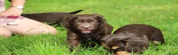 Cocker Spaniel dogs for sale: KC Reg Working Cocker Spaniels  - Advert 5