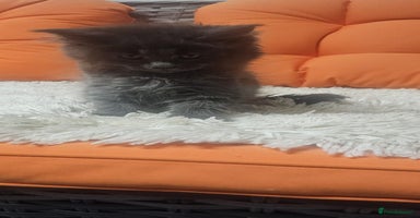 Maine Coon cats - Advert 8