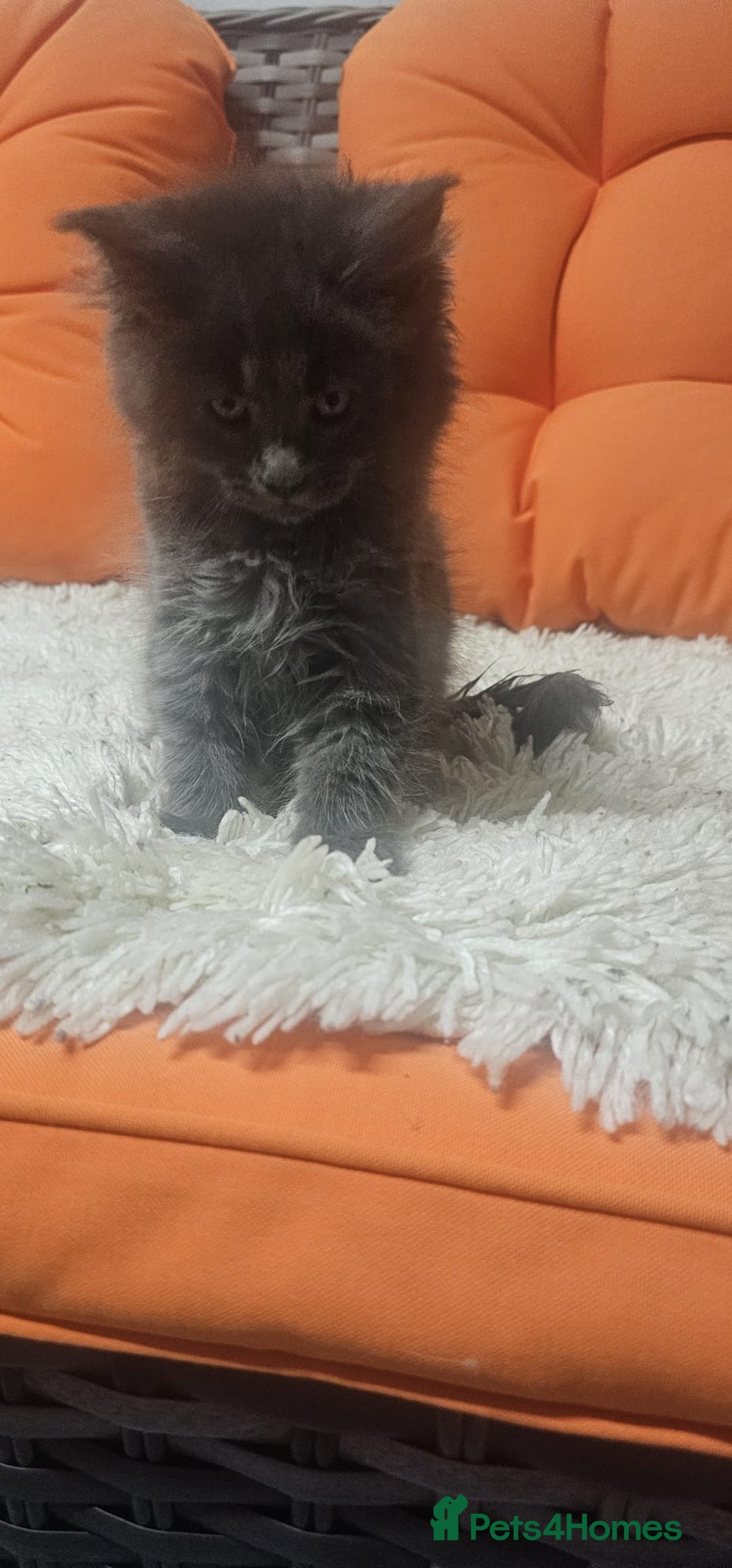 Maine Coon cats for sale: Tica registered maine coon giants kittens £1300 - Image 4