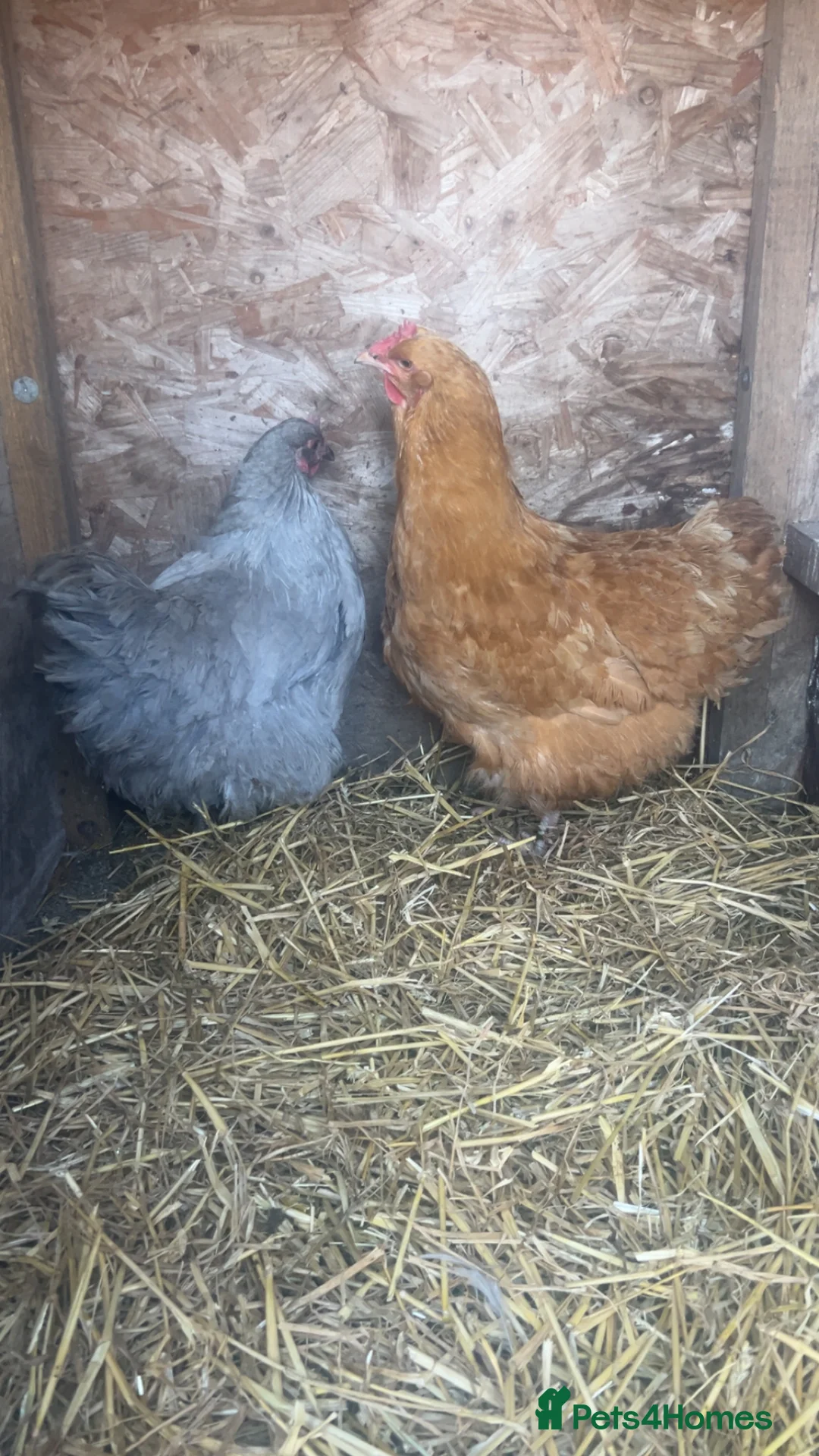 Chickens poultry for sale: buff orpington Hens  in Stanley - Advert 2