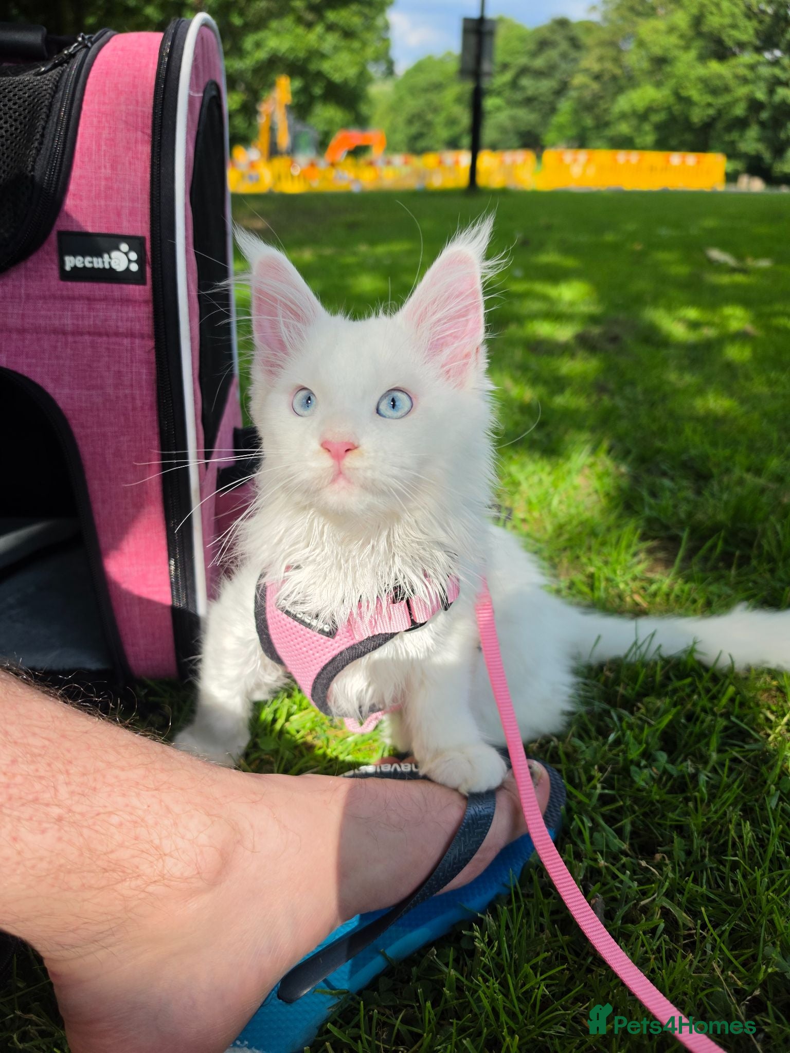 Maine Coon cats Maine coon Blue eyes + Long Hair - Advert 14
