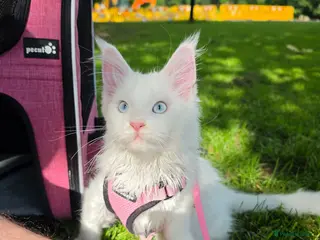 Maine Coon cats Maine coon Blue eyes + Long Hair - Advert 14