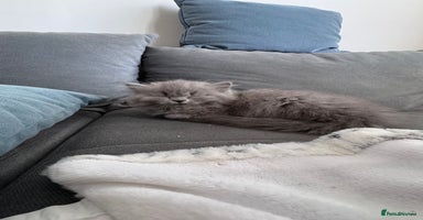 British Longhair cats in Watford - Advert 13
