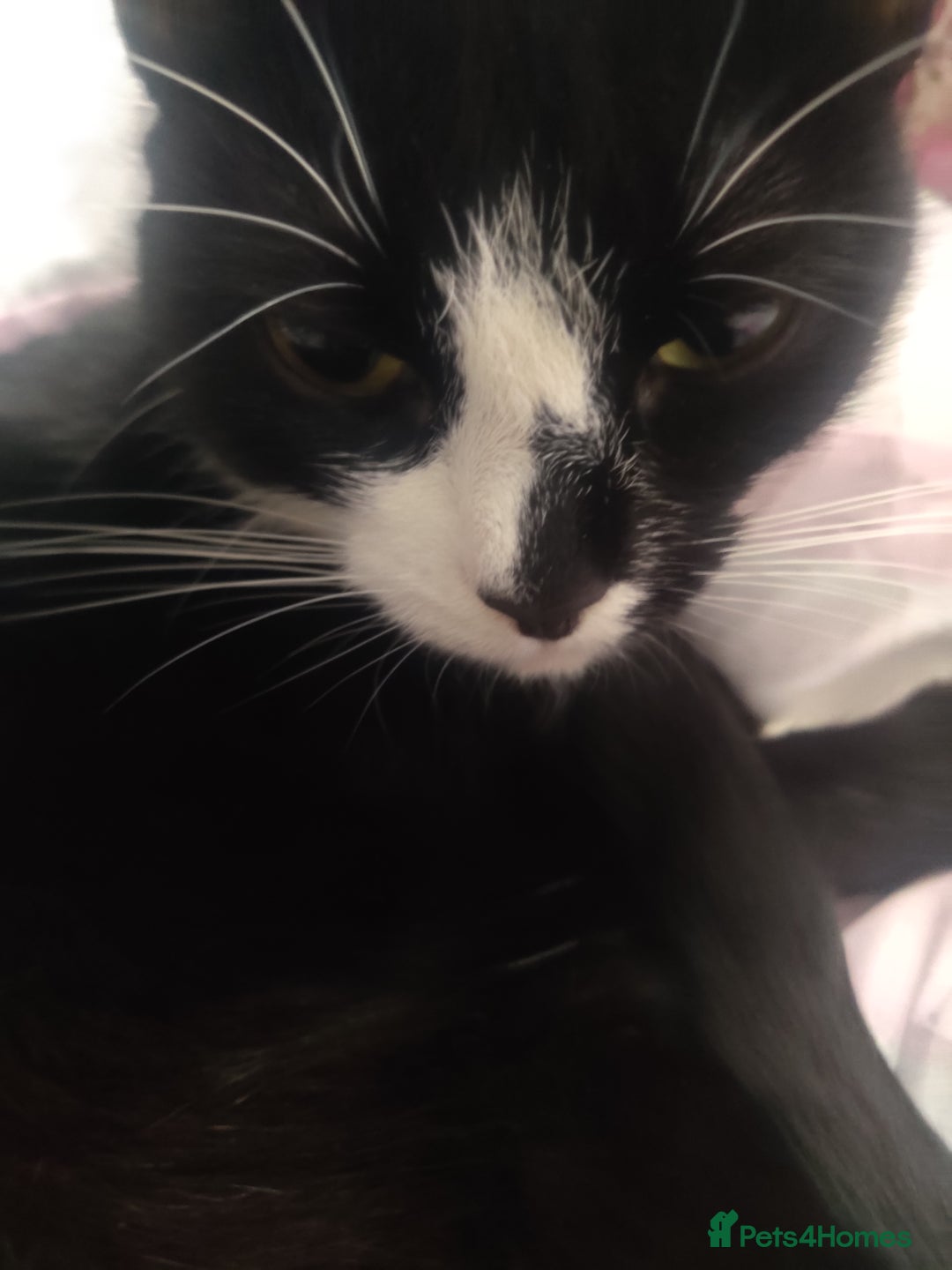Domestic Shorthair cats for sale: Ginger, black+white kittens 5 months old for sale - Image 11