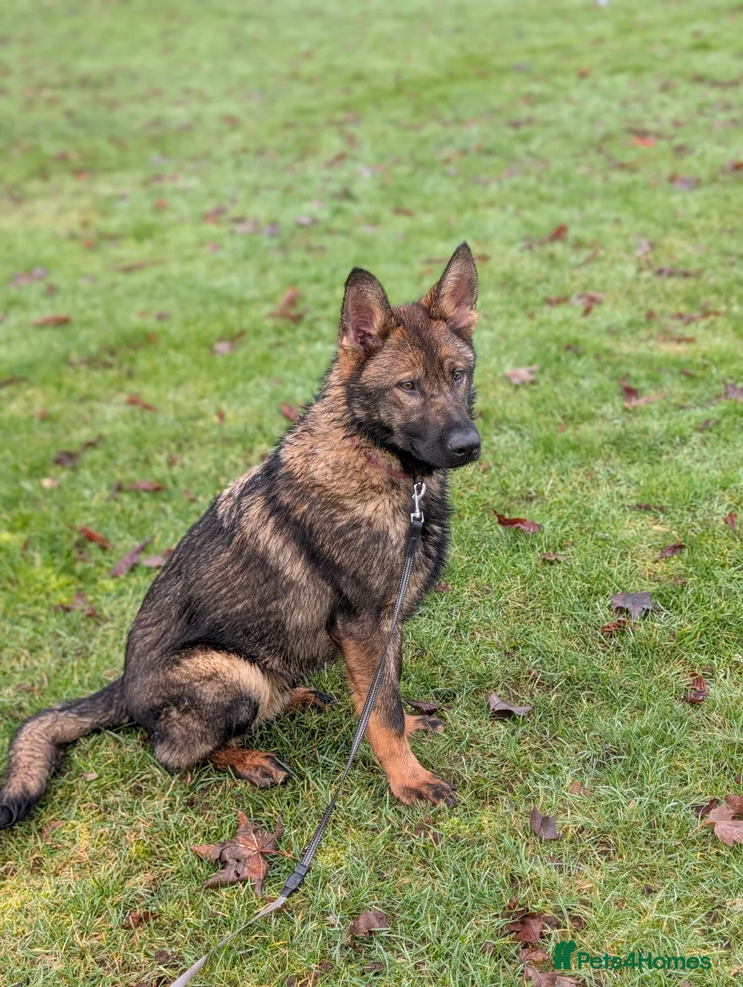 German Shepherd dogs for sale: German shepherd  - Advert 2