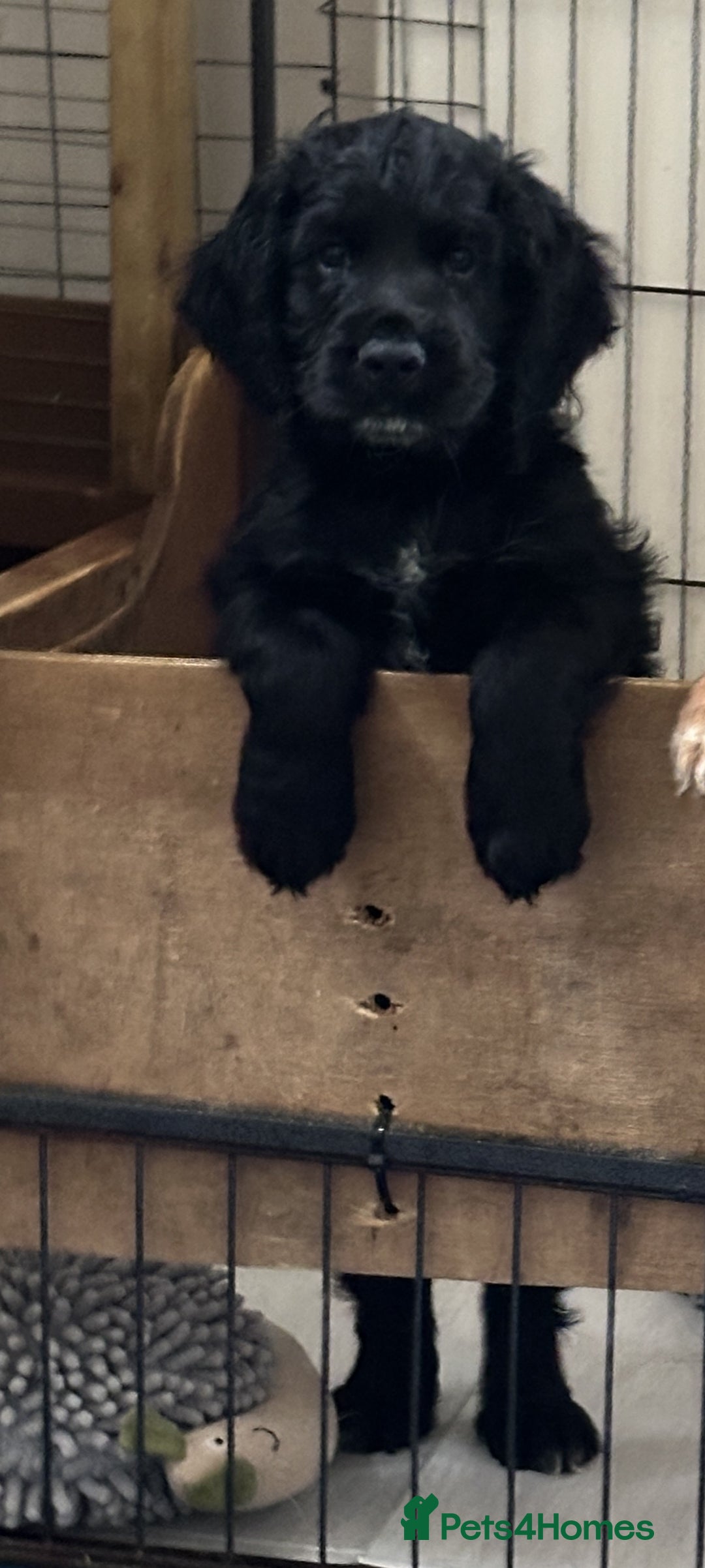 Cocker Spaniel dogs for sale: Cocker Spaniel ready for his new home - Image 1