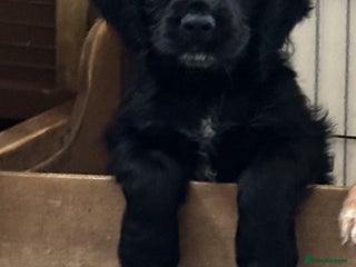 Cocker Spaniel dogs - Advert 9