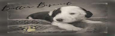 BUTTERNUT BISCUIT - black collar 