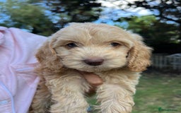 Cockapoo dogs for sale: Rare coloured show type blue eyed cockapoos - Image 3