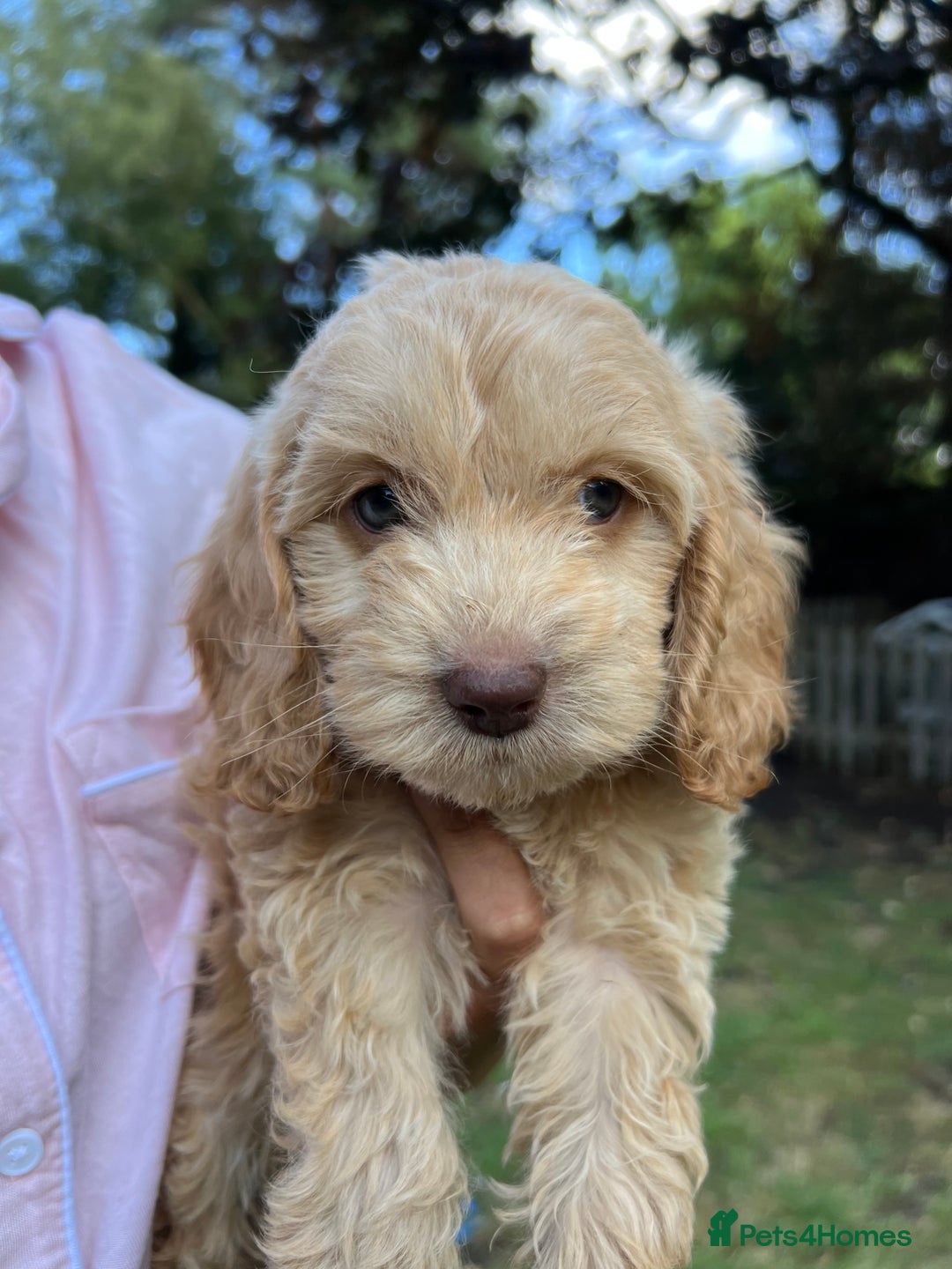 Cockapoo dogs for sale: Rare coloured show type blue eyed cockapoos - Image 3